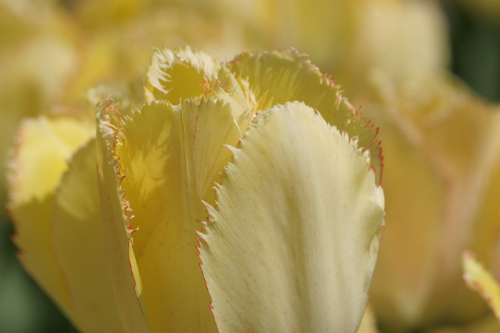 Tulipes a Morges 2006 - 002